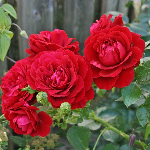 Csokros - Rózsa - Grand Award ® - Online rózsa vásárlás